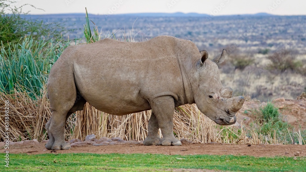 Nashorn, Rhinozeros in Namibia, frei und wild Stock Photo | Adobe Stock