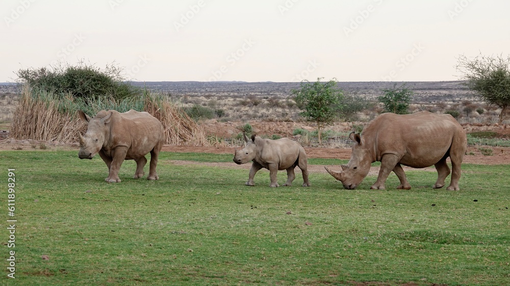 Nashorn, Rhinozeros in Namibia, frei und wild Nashorn, Rhinozeros in Namibia, frei und wild
