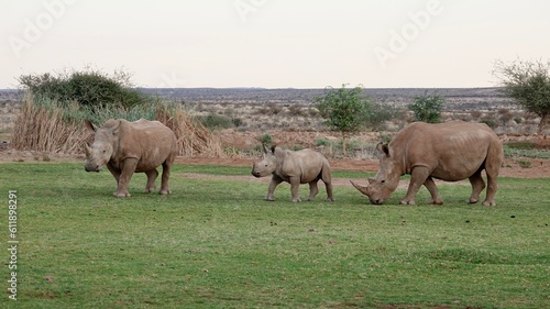Nashorn  Rhinozeros in Namibia  frei und wild