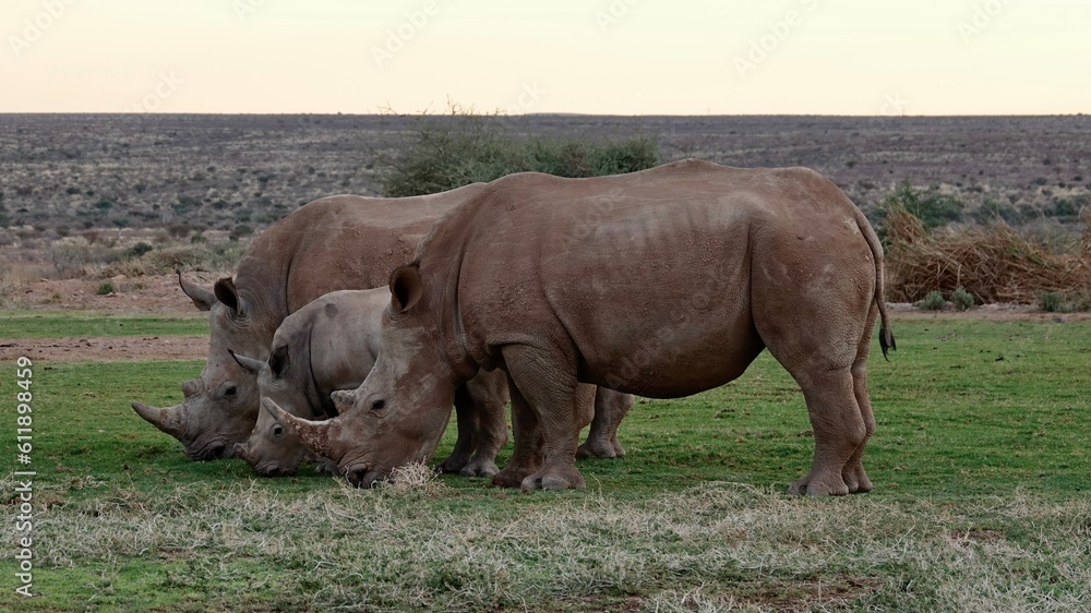 Fototapeta premium Nashorn, Rhinozeros in Namibia, frei und wild
