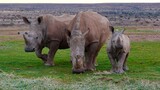 Nashorn, Rhinozeros in Namibia, frei und wild