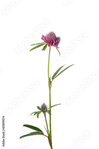 Blooming clover on white