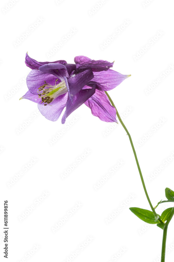 Bloomed in spring on a white background Bloomed in spring on a white background