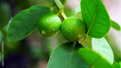 Wallpaper Mural The Thai lemon. natural lamon Fresh green lemon on lemon tree in the outdoor nature on a beautiful background - Lime tree with fruits closeup - Growing organic lemons Torontodigital.ca