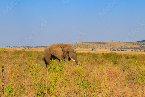 African elephant in savanna in Serengeti National park in Tanzania