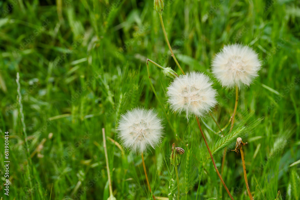 dandelion plant and its feathers, a person plucks and scatters dandelion feathers, dandelion feathers flying in the wind dandelion plant and its feathers, a person plucks and scatters dandelion feathers, dandelion feathers flying in the wind