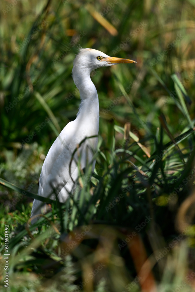 Western Cattle Egret // Kuhreiher (Bubulcus ibis) - Strofilia, Peloponnese, Greece Western Cattle Egret // Kuhreiher (Bubulcus ibis) - Strofilia, Peloponnese, Greece