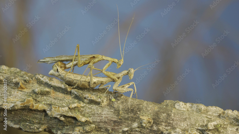Couple of praying mantis mating on tree branch. The mating process of praying mantises. Crimean praying mantis (Ameles heldreichi) Couple of praying mantis mating on tree branch. The mating process of praying mantises. Crimean praying mantis (Ameles heldreichi)