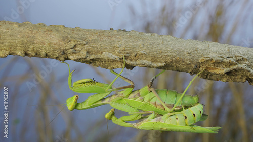 Mating process of praying mantises. Couple of praying mantis mating hanging under tree branch. Transcaucasian tree mantis (Hierodul transcaucasica) photo