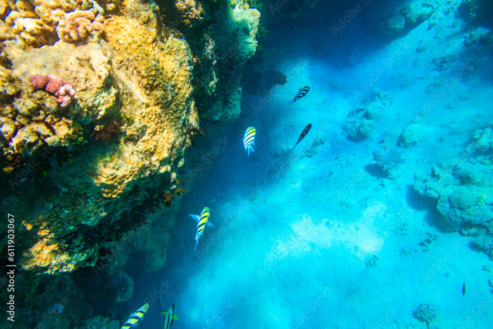 Fototapeta premium Indo-Pacific sergeant (Abudefduf vaigiensis), also known as the Sergeant major on coral reef in the Red sea. School of fish undersea