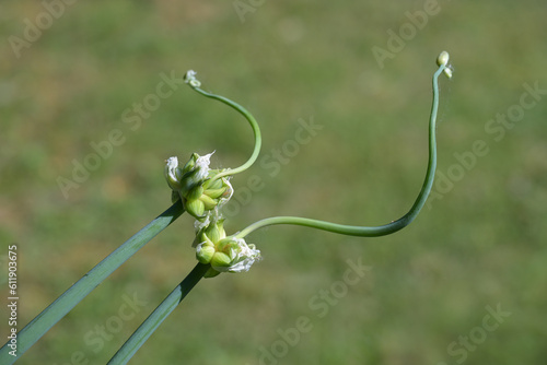 Tree onion (Allium × proliferum) with cluster of bulblets instead of a flower, cultivated in a kitchen garden, also called Egyptian onion or walking onion, green background, copy space photo