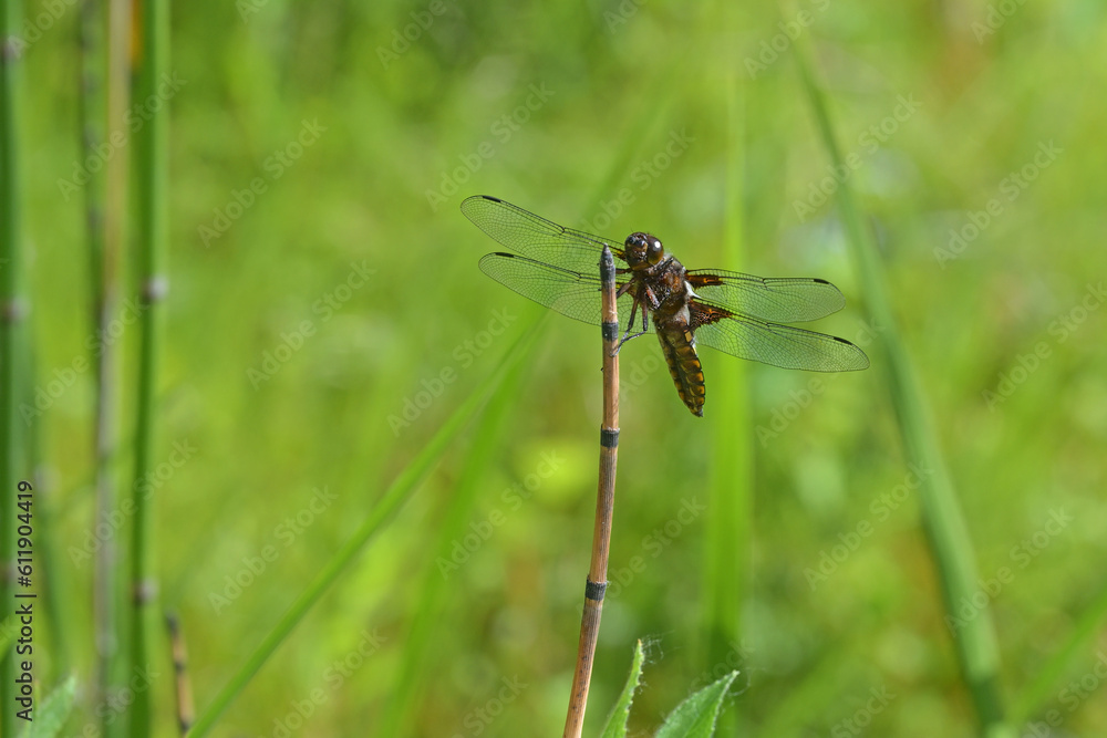 Male broad-bodied chaser dragonfly (Libellula depressa) sitting on a dry stalk of water horsetail in the reed of a pond, green background, copy space, selected focus
