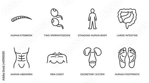 human body parts outline icons set. thin line icons such as human eyebrow, two spermatozoon, standing human body, large intestine, abdomen, men chest, excretory system, footprints vector.