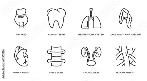 human body parts outline icons set. thin line icons such as thyroid, human teeth, respiratory system, long wavy hair variant, human heart, spine bone, two kidneys, artery vector.