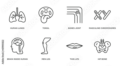 human body parts outline icons set. thin line icons such as human lungs, tonsil, bones joint, masculine chromosomes, brain inside human head, men leg, thin lips, hip bone vector.