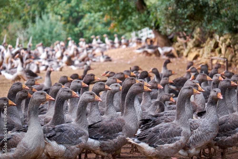 Obraz premium Foie gras production farm in the South of France