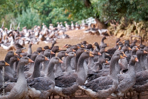 Foie gras production farm in the South of France