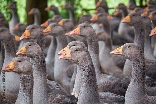 Foie gras production farm in the South of France