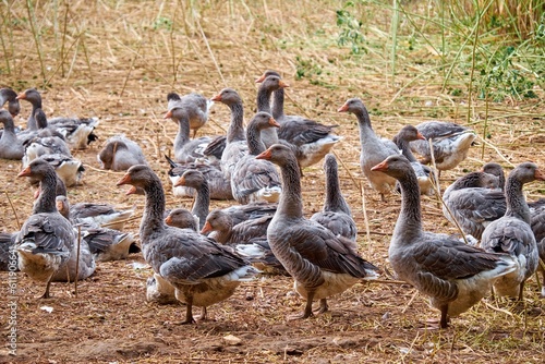 Foie gras production farm in the South of France