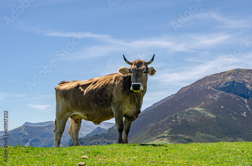 Happy single cow staring into the distance in the mountains of Picos de Europa in Spain