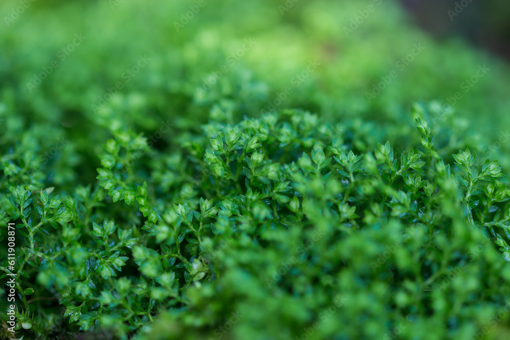 green moss background