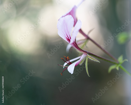pink flower detail with bokeh