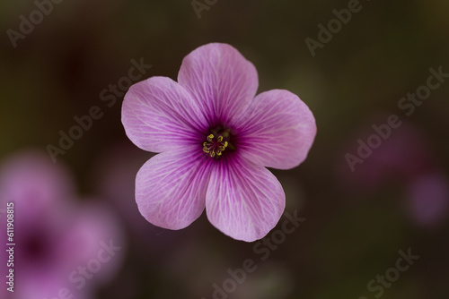 pink flower blossom macro