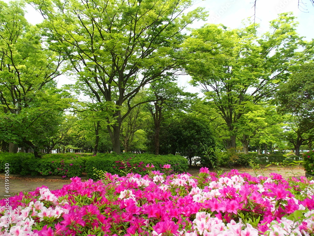 躑躅咲く住宅地の春の公園風景