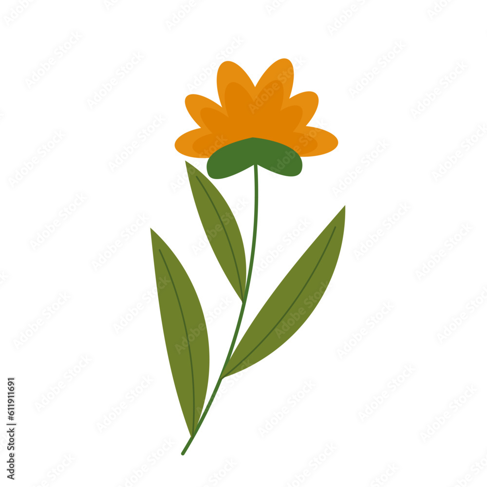 Field flower buttercup on a white background. Herbs and plants are isolated. Vector illustration