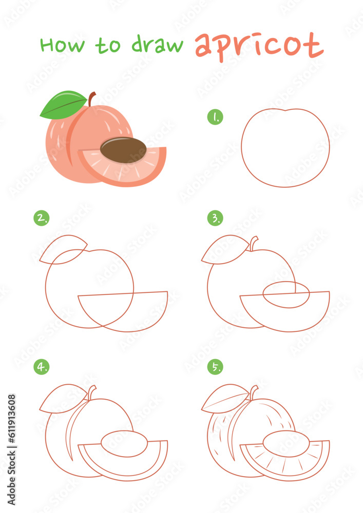 How to draw apricot fruit vector illustration. Draw apricot fruit step