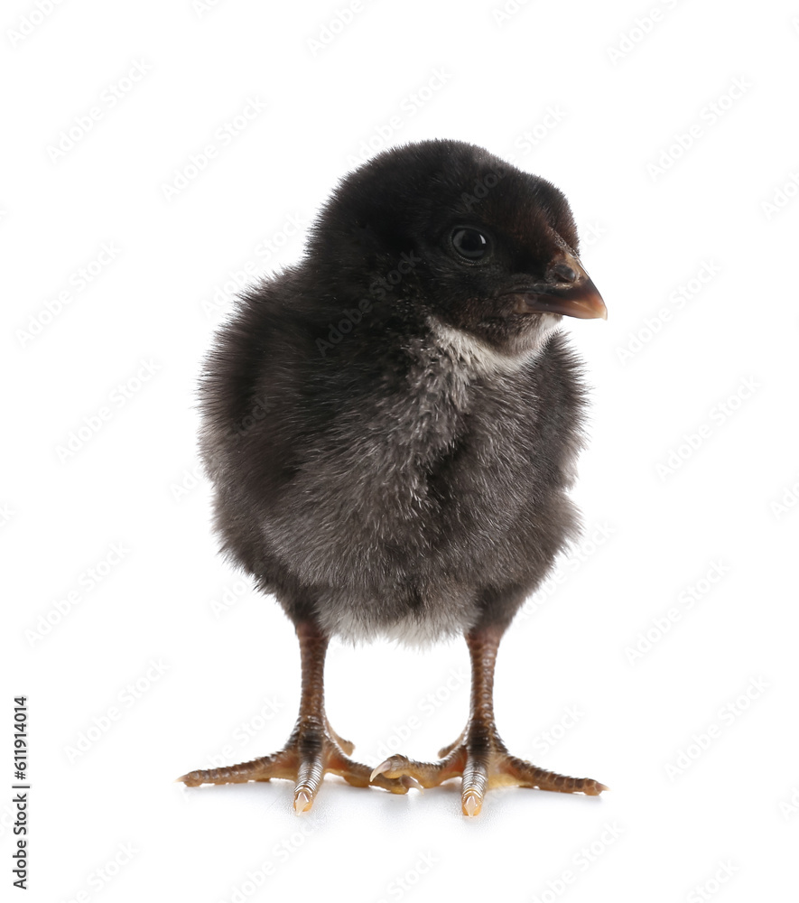 Cute little chick on white background