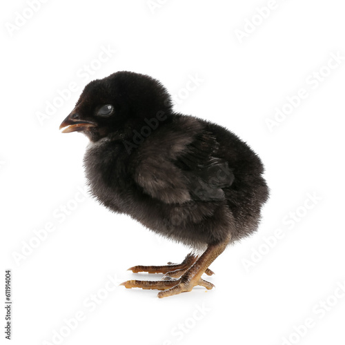 Cute little chick on white background