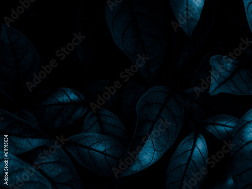 Beautiful abstract blue flowers on black background, light purple flower frame, blue leaves texture, dark background, flowers for Christmas and valentines day, love theme blue leaves texture #611915034