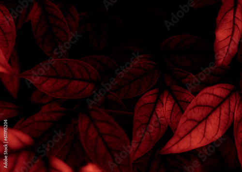 Beautiful abstract color pink flowers on black background, light red flower frame, red leaves texture, pink background, valentines day, love theme, flora texture
