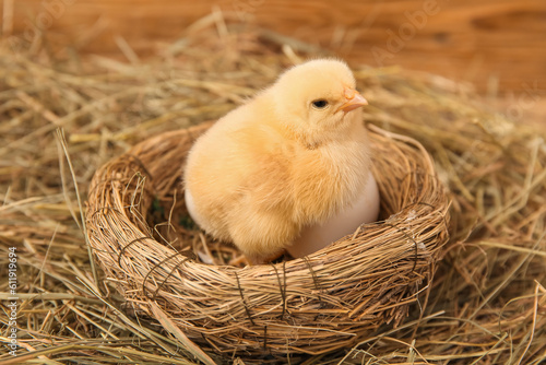 Nest with cute little chick and egg, closeup © Pixel-Shot