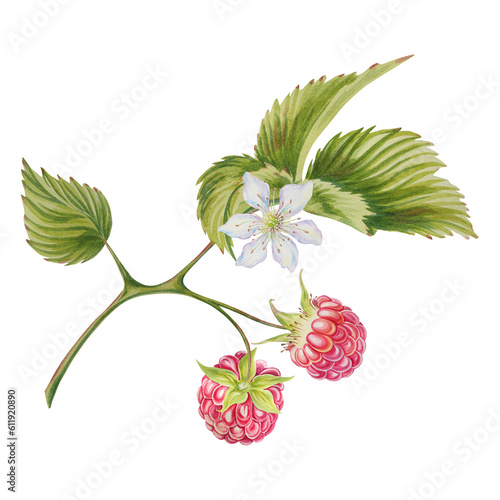 Raspberry branch. Watercolor illustration on an isolated background. Garden berries. Work piece.