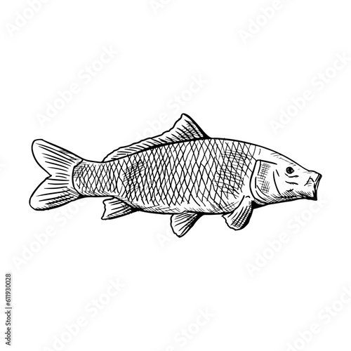 Carp isolated on white. Vector sketch. Hand-drawn illustration. 