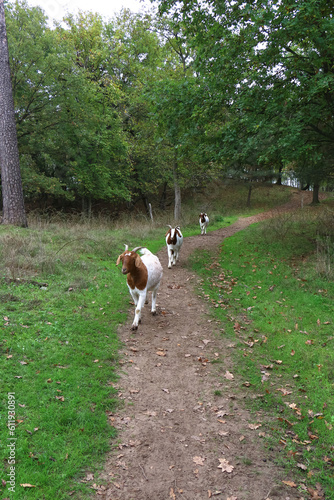Fototapeta Naklejka Na Ścianę i Meble -  Ziegen wandern zur nächsten Wiese, um Landschaftspflege zu betreiben