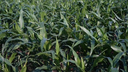 green corn field in a farmer s lush field