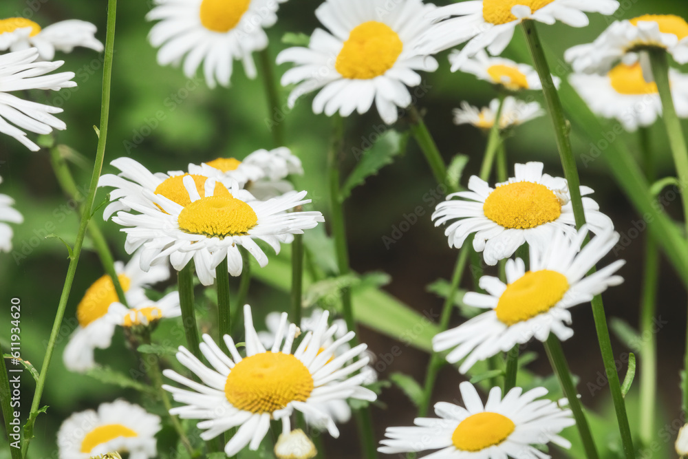 Fototapeta premium Sunny daisy field.