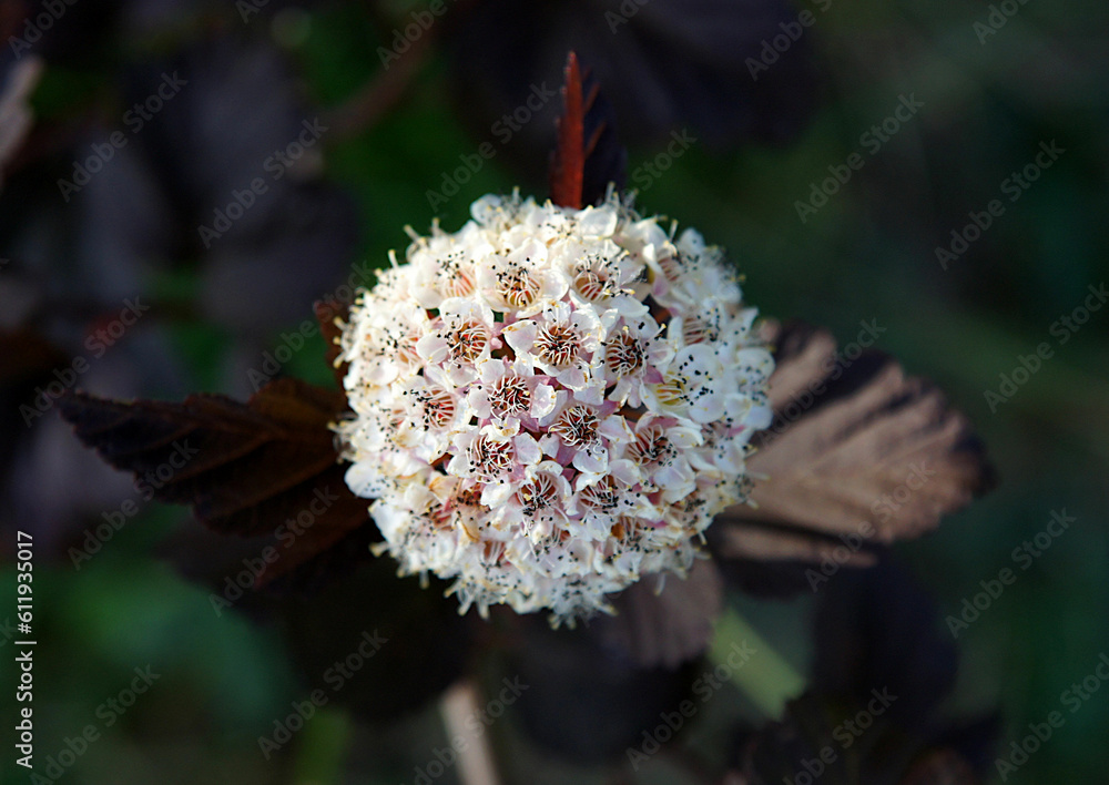 Inflorescence of Physocarpus opulifolius Inflorescence of Physocarpus opulifolius