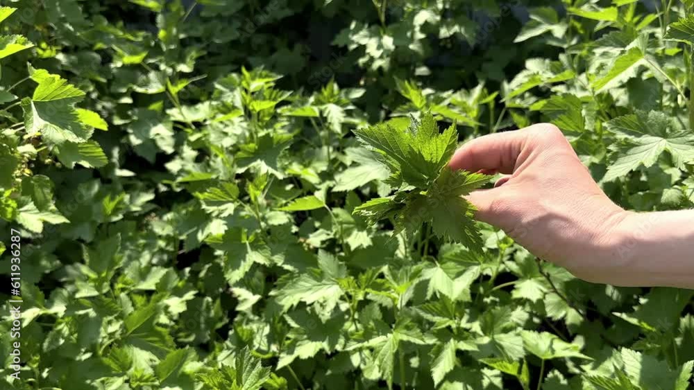 the hand of a young woman plucks the leaves of a young currant in the garden on a sunny summer day. High quality FullHD footage the hand of a young woman plucks the leaves of a young currant in the garden on a sunny summer day. High quality FullHD footage