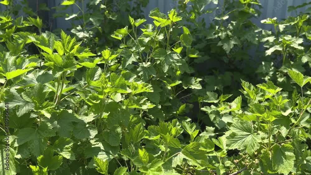 bushes of black currant in the garden on a sunny summer day. High quality FullHD footage. Organic ingredient for tea concept. herbals for health concept bushes of black currant in the garden on a sunny summer day. High quality FullHD footage. Organic ingredient for tea concept. herbals for health concept