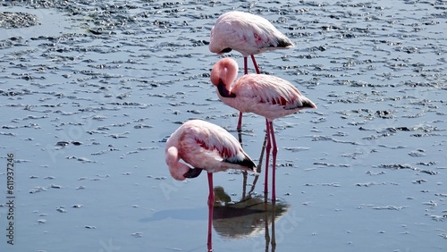 Flamingos an der K  ste Namibias