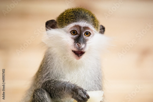 Funny green monkey eating peace of pine-apple in zoo