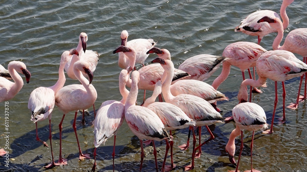 Flamingos an der Küste Namibias
