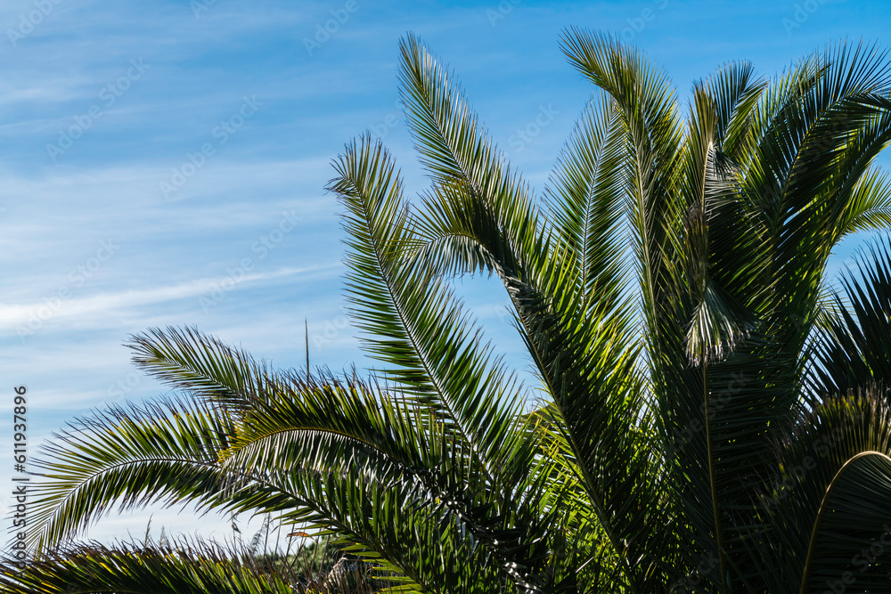 Palm leaves with blue sky in the background. Copy space on the sky Palm leaves with blue sky in the background. Copy space on the sky