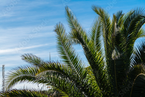 Palm leaves with blue sky in the background. Copy space on the sky