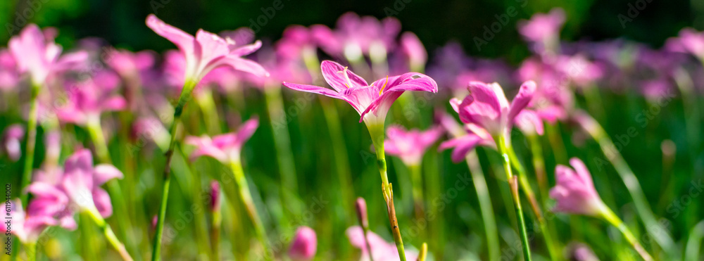 Field of pink flowers. Beautiful bright. Bright green blurred background. Close-up and morning light Field of pink flowers. Beautiful bright. Bright green blurred background. Close-up and morning light