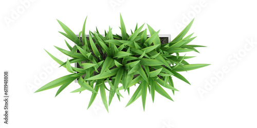 isolated top view grass and leaves tropical 